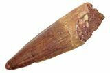 Spinosaurus Tooth - Real Dinosaur Tooth #189217-1